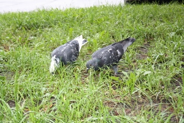 pigeons on the grass