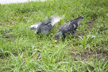 pigeons on the grass
