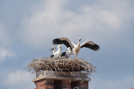 Storchennest