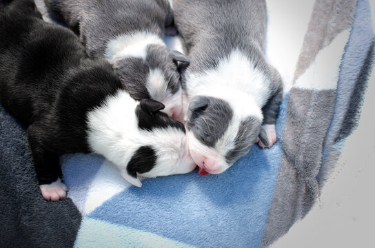 american staffordshire terrier cute newborn puppies beautiful dogs bright photo
