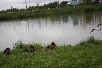 ducks in the grass