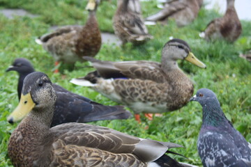 pigeons and ducks near the city pond