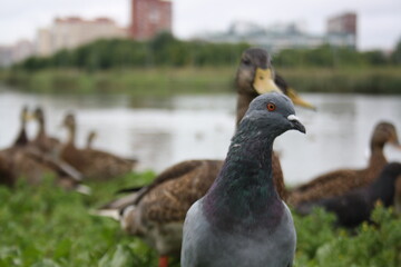 pigeons and ducks near the city pond