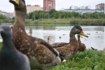 pigeons and ducks near the city pond