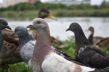 pigeons and ducks near the city pond
