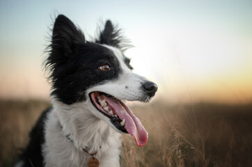 border collie dog lovely portrait walk the dog at sunset beautiful nature happy pet
