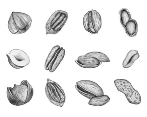 Set of nuts.Illustration drawn in pencil on a white background isolated.Freehand drawing.Realistic peanuts,pecans,hazelnuts,pistachios.Illustration for flyer,poster,wallpaper,web,invitation,menu.