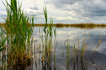 Fototapeta premium Landschaft am Neusiedler See bei Illmitz im Nationalpark Neusiedler See, Burgenland, Österreich