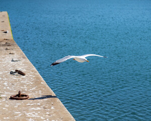 Mouette en train de voler au dessus de la mer