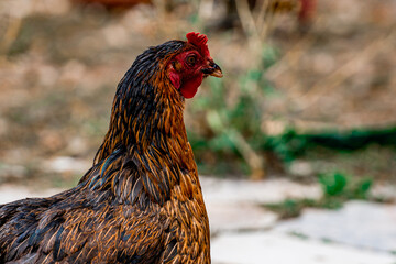 Close-up portrait of brown cock in the organic domestic farm. Rooster detail.