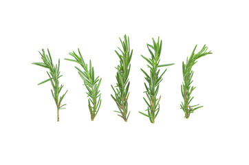 Fresh green rosemary isolated on white background topview
