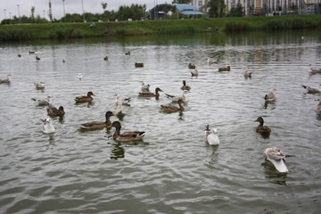 seagulls fly over the city pond