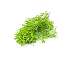 tarragon an isolated on a white background
