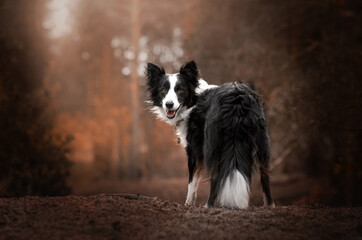 border collie dog lovely portrait walk the dog at sunset beautiful nature happy pet
