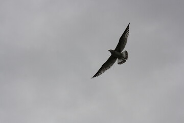 seagull fly in the sky