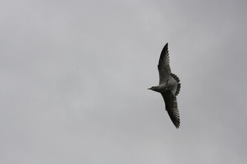 seagull fly in the sky