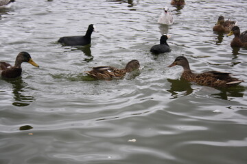 ducks and seagulls on the pond