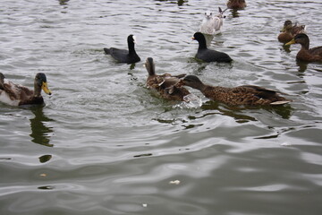 ducks and seagulls on the pond