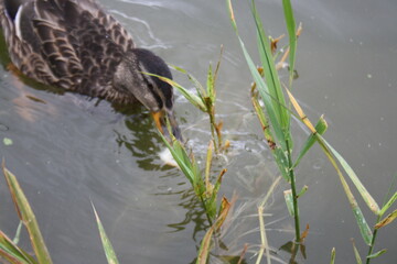 duck swims in the pond close up