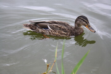 duck swims in the pond close up