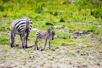 Picturesque family of zebras