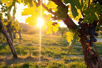 Grape vine of Fruska Gora mountain, Serbia, on sunset