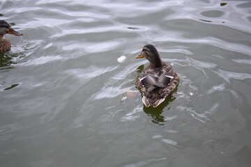 duck in the water