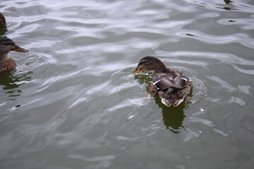 duck in the water