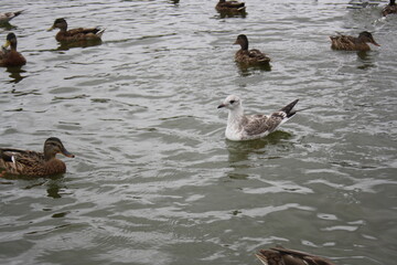 ducks and seagulls on the pond