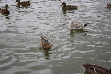ducks and seagulls on the pond