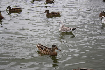 ducks and seagulls on the pond