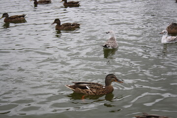 ducks on the lake