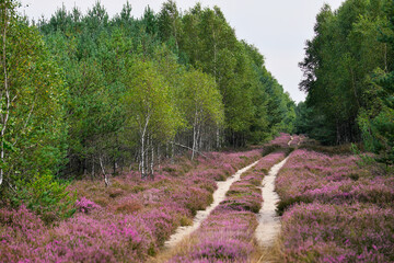 Borne Sulinowo, Northwest Poland August 29, 2020. The Kłomińskie heaths are the largest cluster...
