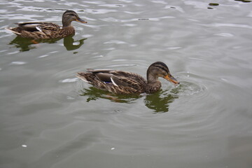 duck on the water