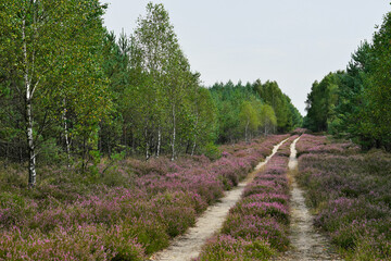 Borne Sulinowo, Northwest Poland August 29, 2020. The Kłomińskie heaths are the largest cluster of heathers in Poland and one of the largest in Europe. They are located on the site of the former milit