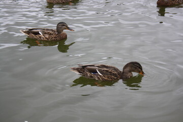 duck on the water