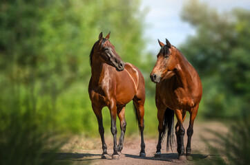 beautiful portrait of two bay horses walking on nature green background
