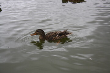 duck on the water