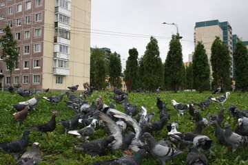 pigeons in the city