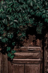 old wooden door with vines