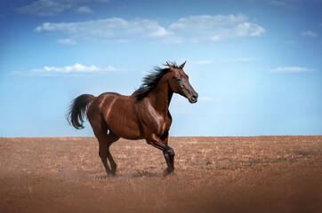 Obraz premium bay horse lovely photo walk in nature horse in motion blue background 
