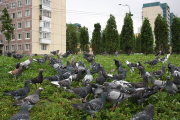 pigeons in the city