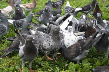 pigeons in the city