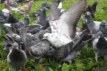 pigeons in the city