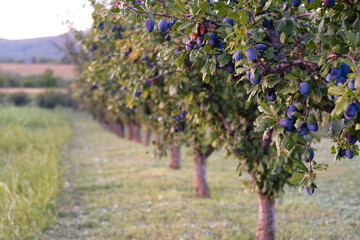 Crop of ripe plums in the mountain garden of Fruska Gora in Serbia on a summer sunset