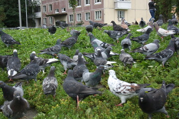 flock of pigeons