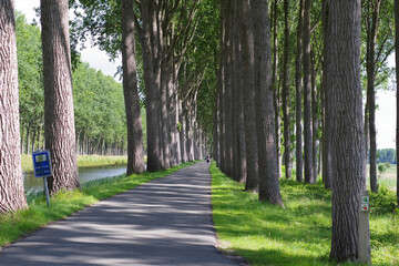 Allée forestière vers Damme