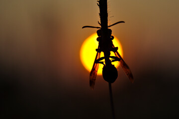 silhouette of a bee