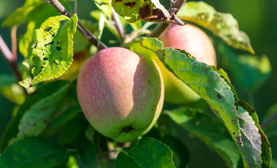 Ripe apples on the branches of a tree in summer.