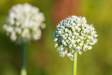 White flowers on onions in the vegetable garden.
